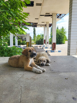 Stray young street dogs, puppies at an Old run-down gas station as a lost place in Wallachia in Romania