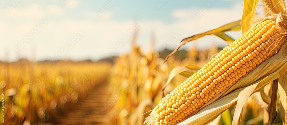 Canvas Prints golden ripe corn in the field.