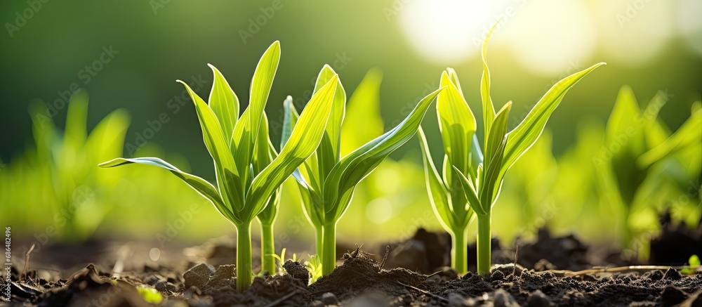 Poster Fresh, young corn plants in the summer field.