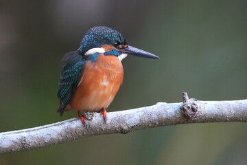 common kingfisher is hunting a fish