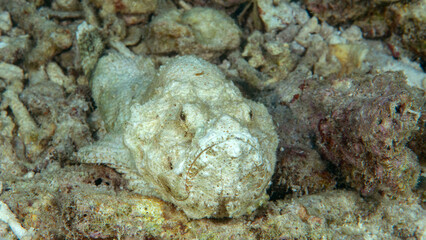 False stonefish or the devil scorpionfish in hunting position on corals of Bali