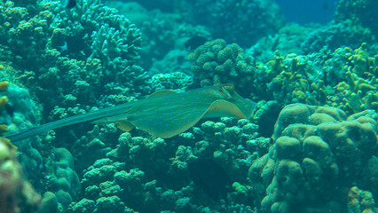 Bluespotted Ribbontail floats over coral reef of  Bali