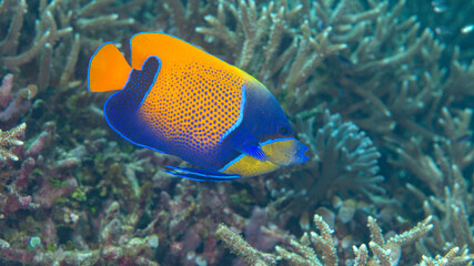 Fototapeta na wymiar Blue-girdled Angelfish or majestic angelfish swims over corals of Bali