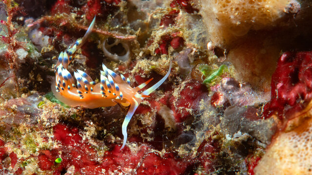 Close-up of a much-desired flabellina or desirable flabellina nudibranch crawling on corals of Bali