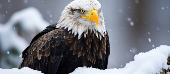 Hokkaido, Japan's Steller's sea eagle is a snowy urban wildlife.