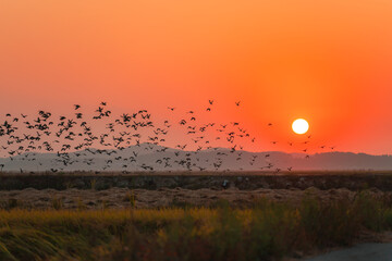 해질녘의 새떼