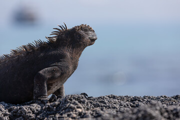 A Galapagos Marine Iguana  (Amblyrhynchus cristatus),  Galapagos.