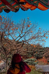 감이 많이 열려있는 늦가을 감나무