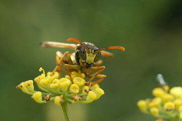 Facial closeup on a French paperwasp, Polistes dominula, sitting on an unopened Tansy flower.