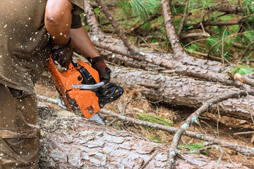Using gasoline professional chainsaw, lumberjack cuts trees in forest