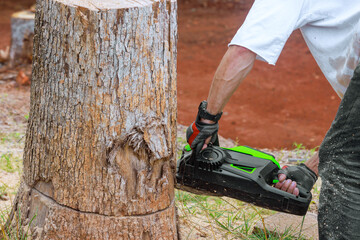 Using chainsaw, professional lumberjack cuts trees in forest
