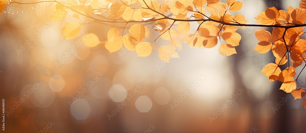Poster blurred fall trees with bokeh background.