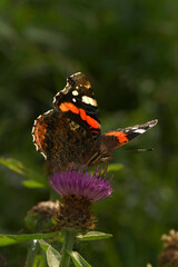 Vertical closeup on a REd admiral butterfly, Vanessa atalanta sitting on a purple knapwed