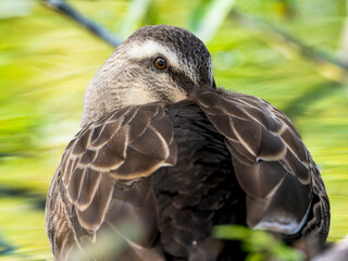 休憩するカルガモ