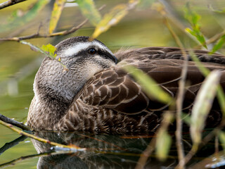 休憩するカルガモ