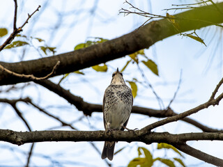木の枝にとまるツグミ
