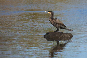 cormorant is hunting a fish
