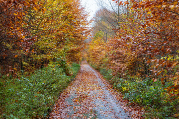 Herbstweg Waldweg mit Laubfärbung
