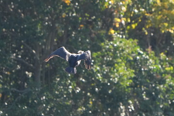 cormorant is hunting a fish
