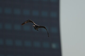 cormorant is hunting a fish