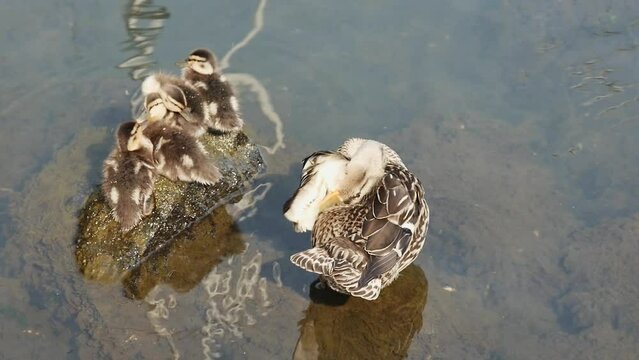small funny ducklings warm themselves on a stone in the water, near their mother, top view