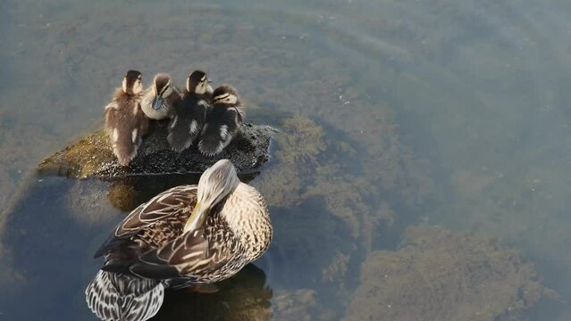 small wild ducklings warm themselves on a stone, top view