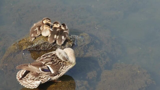 wild duck with small ducklings are freezing in sea water, top view