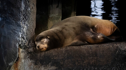 Fototapeta premium A Sea Lion asleep on a wharf in Monterey CA
