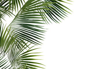 palm leaves isolated on a white transparent background. generative ai. - Powered by Adobe