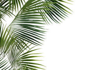 Fototapeten palm leaves isolated on a white transparent background. generative ai. © mustak
