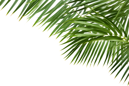 palm leaves isolated on a white transparent background. generative ai.