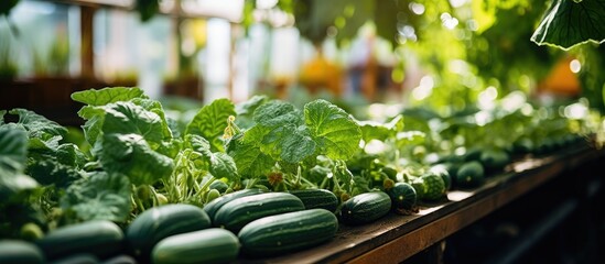 Cucumber plant section with abundant vegetables, leaves, and stems in a greenhouse.