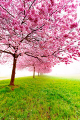 Fototapeta premium Cherry blossom meadow in tranquil nature landscape.