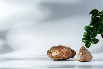 Granite stone with branch green leaf on studio background