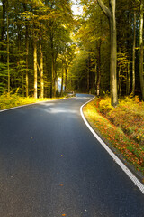 Autumn foliage on a tranquil road surrounded by nature.