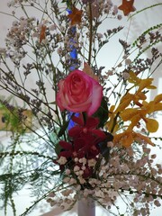 red rose in the garden