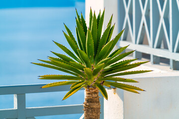 flower pot with cactus succulent against the backdrop of the Santorini sea