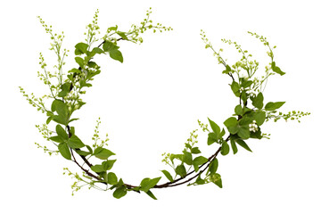 Spring twigs of spirea with small green leaves, flowers and buds in a floral arch arrangement isolated on white background. generative ai.