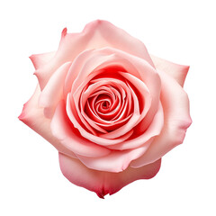 Photo of rose flower isolated