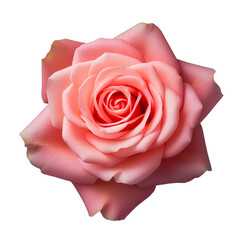 Photo of rose flower isolated