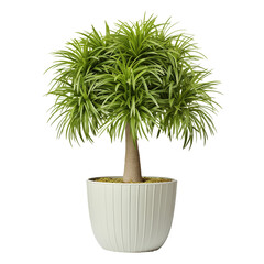 Photo of ponytail palm plant in flowerpot isolated
