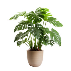 Photo of philodendron plant in flowerpot isolated