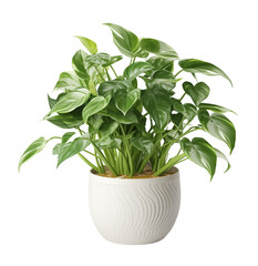Photo of philodendron plant in flowerpot isolated