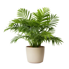 Fototapeta na wymiar Photo of parlor palm plant in flowerpot isolated