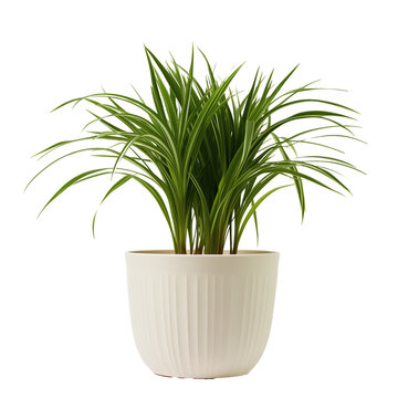 Photo of ponytail palm plant in flowerpot isolated