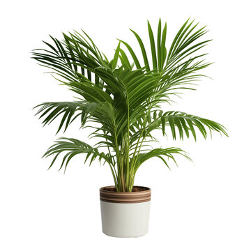 Photo of parlor palm plant in flowerpot isolated