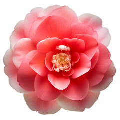 Photo of camellia flower isolated