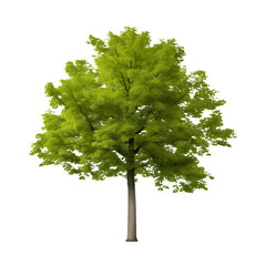 Photo of beech tree isolated