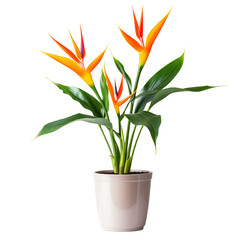 Photo of bird of paradise plant in flowerpot isolated