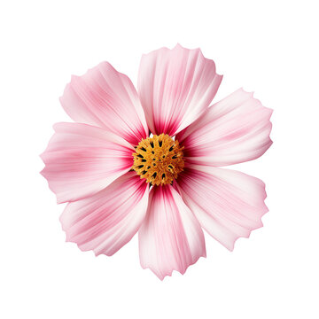 Photo of cosmos flower isolated
